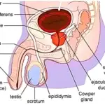 Male-Reproductive-System