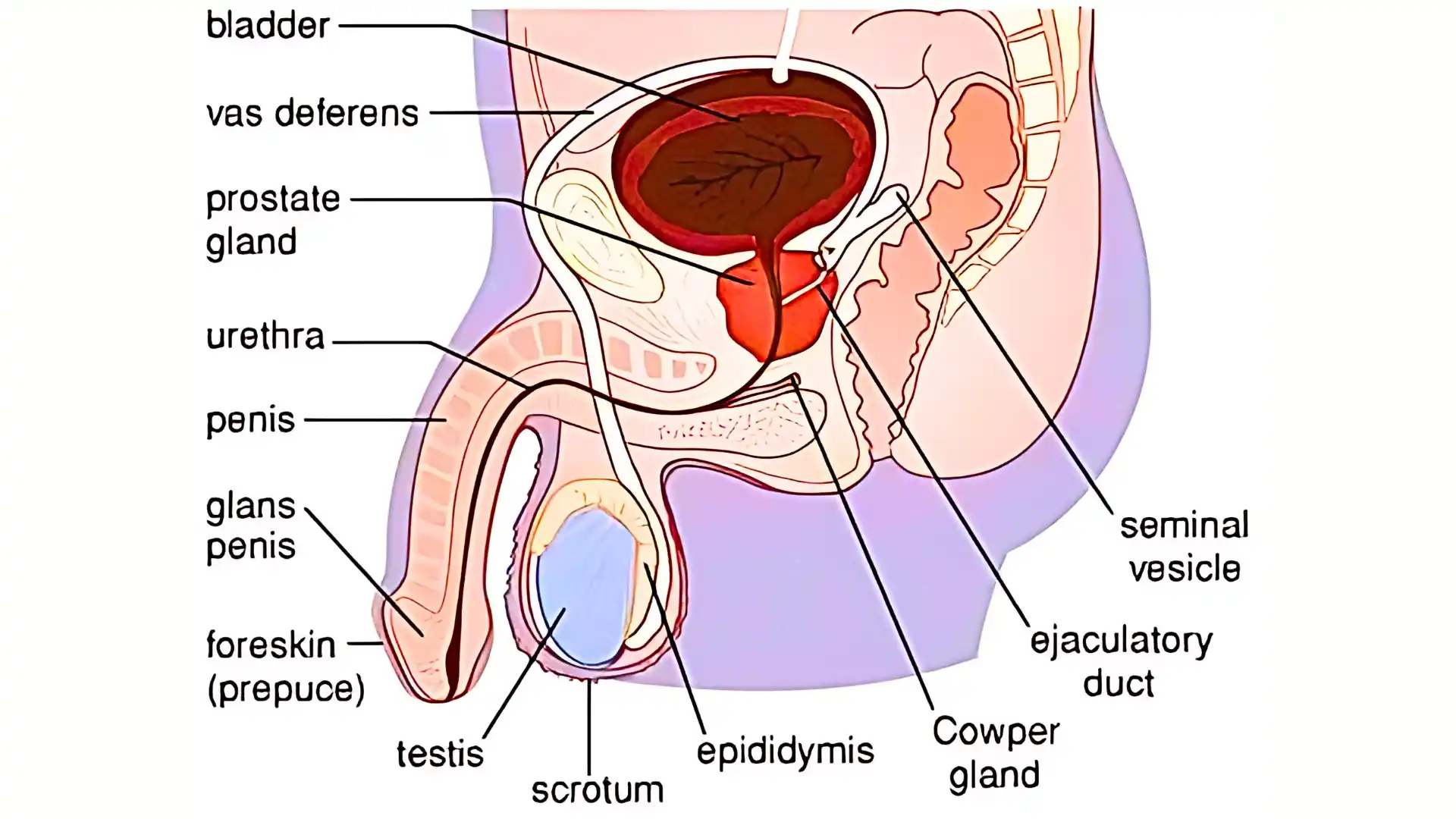 Male-Reproductive-System